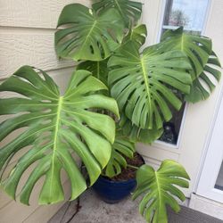 Plant 