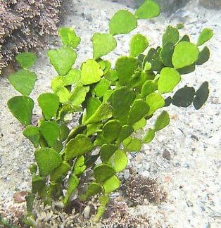 Halimeda Macroalgae For Saltwater Reef Tanks