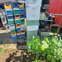 Bee Nucs with Frames No Bees