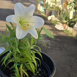 White Lily Plant