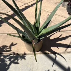 Big Aloe Vera 