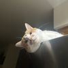 ariel