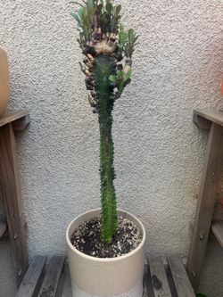 Euphorbia Trigona cactus plant in Ceramic Pot