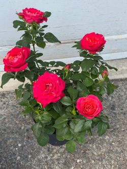 Mini rose