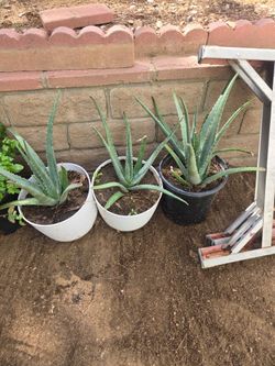 Aloe Vera plants