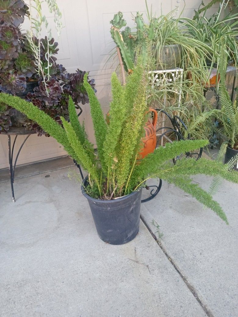 planta cola de zorra