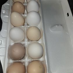 Farm Fresh Eggs $4.00 Dozen