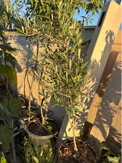 Olive trees