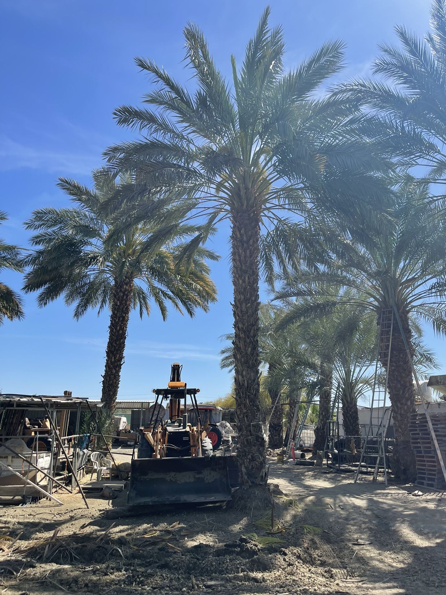 Date palm trees