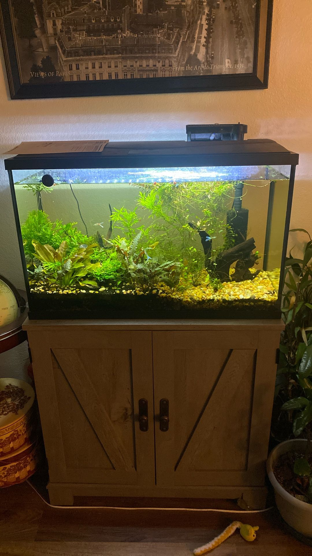 Aquatic Live Plants Decorative