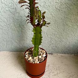 Euphorbia  Trigona 