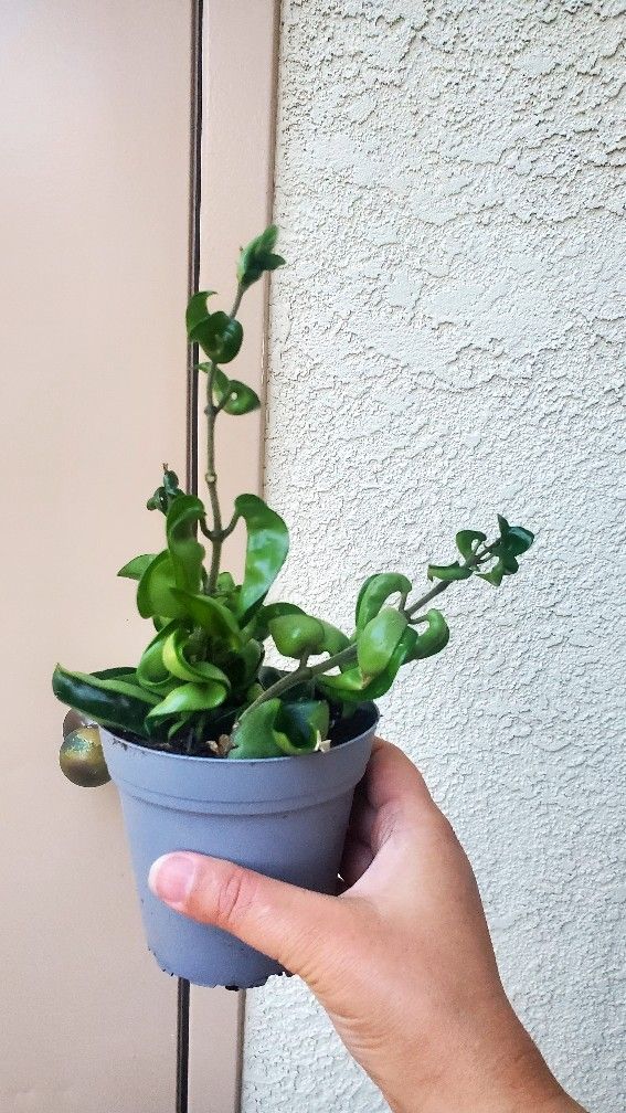 Hoya Hindu Rope