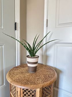 Sansevieria Fernwood