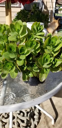 Natural plant