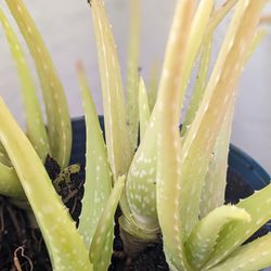 Aloe Vera Plant / Planta Sabila