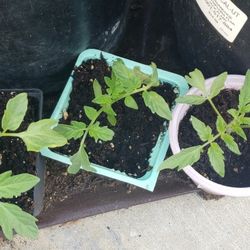 Vegetable Plants,Roses, Geraniums,strawberry 