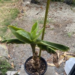 Banana Tree