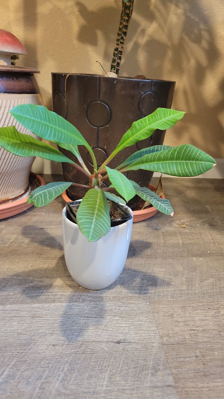 Madagascar Jewel Plant 