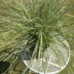 Sterling River Lamadra. 