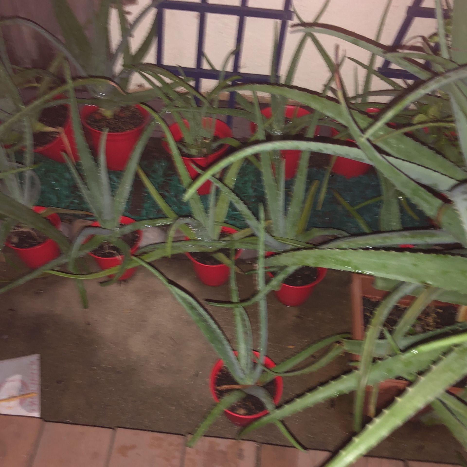 Aloe vera plants.