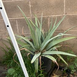 Aloe Vera Plant