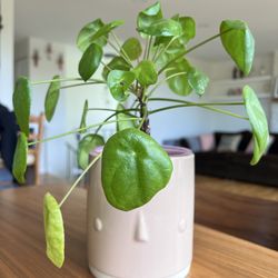Pretty Pileas in Pink ceramic pot