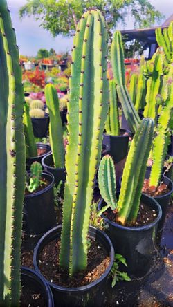Peruvian Apple Cactus