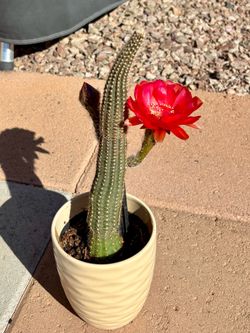 Update! Cactus blooming in red