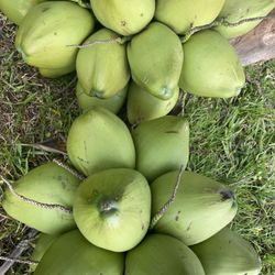 Fresh Coconuts Taste Like Candyyyy