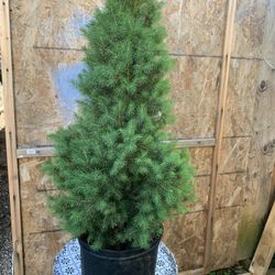 Outdoor Plant 