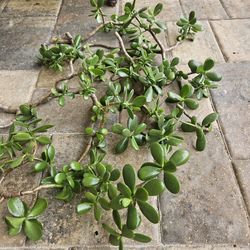 Jade Plant Cuttings