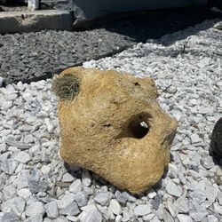 Landscaping Rock With Air Plant 