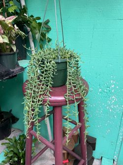String of bananas