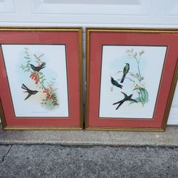 Two Framed Hummingbirds Prints