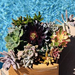 Mix succulents in wood pot drawer