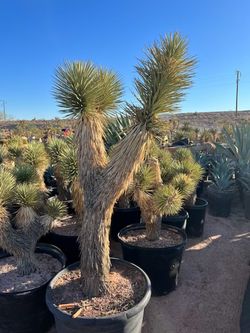 Joshua trees/Cactus