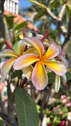 Blooming Plumeria Plants