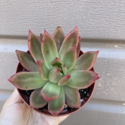 4” Succulent