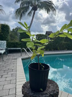 Sugar apple tree