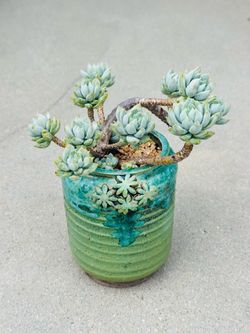 Succulents plants 🪴