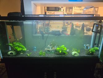 55 gallon fish tank everything included