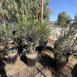 Olive Trees 15 Gal
