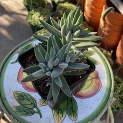 Succulent Plant 