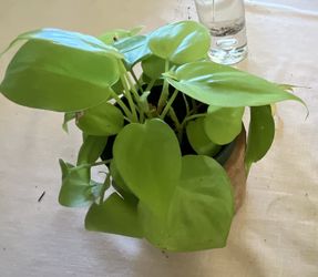 Plant