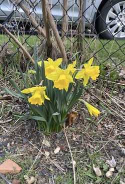 Outdoor Flowers - YELLOW DAFFODILS 