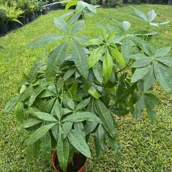MONEY TREE (3 Gallon Pot) Indoor Air Purifying Decor