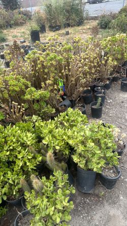 Drought tolerant plants