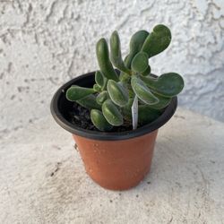 3 Inch Pot Succulent Plant - Crassula Congesta -  Crassula Green Beans - Rooted & Established Plant- Drought Resistant - 🪴