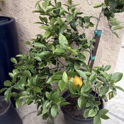 LEMON TREE