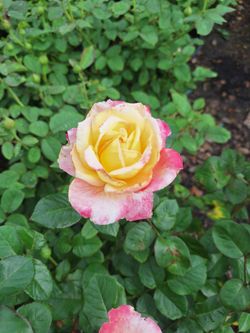 Roses